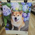 2025 CALENDAR 柴犬まるとおさんぽ