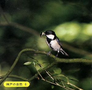 神戸の野鳥観察記