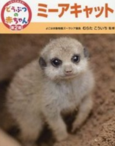 くらべてみよう！どうぶつの赤ちゃん〈13〉ミーアキャット