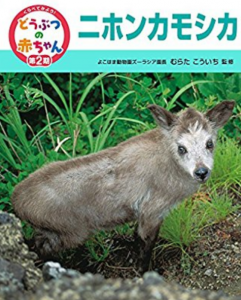 くらべてみよう！どうぶつの赤ちゃん〈17〉ニホンカモシカ