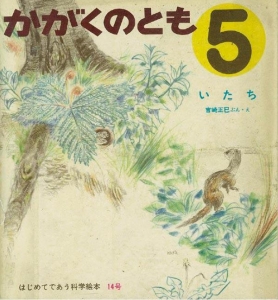 いたち（かがくのとも　1970年5月号）