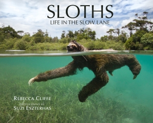 Sloths Life in the Slow Lane