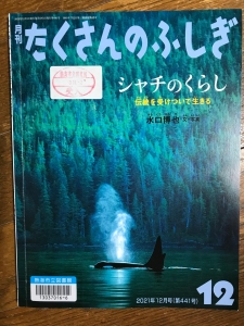 月刊たくさんのふしぎ　シャチのくらし(2021年12月号)