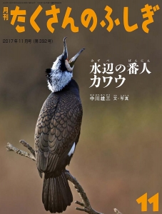 水辺の番人 カワウ（月刊たくさんのふしぎ2017年11月号）