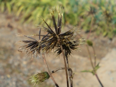 アメリカセンダングサの駆除は除草剤がおすすめ 根から枯らす方法は 生活110番