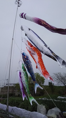 我が家の鯉のぼり 畑の定位置に毎年たてています 今年は子の鯉が増えました 紫色です ポールを立てるのが一苦労で家族総出 こ 読書メーター