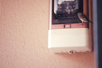 数日前からどこからかちゅんちゃん可愛い鳴き声 どうやらお隣りの電気メーターの中 空き家なので稼動していない にスズメの巣が 読書メーター