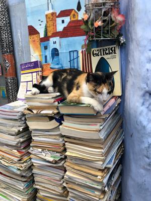 シャウエンで 古本屋の店番をする猫を発見したので 読書メーター