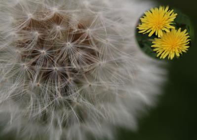 タンポポの花を最近よく見かけます まーるい白い綿毛になった状態が好きです 先日 ビンの中に入ったドライフラワーの綿毛を見か 読書メーター