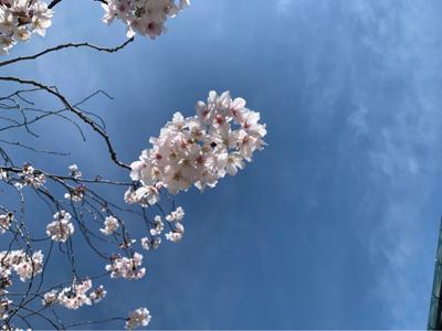 今日から4月ですね!!早い〜桜も満開(?)で綺麗✨入学式まで散らないで欲しいです！