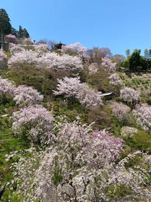 今日は天気がよいのでちょいと善峯寺へ花見に。桜の時期にお参りするのは何年ぶりだろう。いつもは静かな境内は賑わっていましたが、混雑というほどではなく、安心して春の風情を満喫できました。