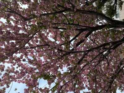 おはようございます。仕事の合間に公園で。満開の八重桜(o^^o)
