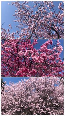 早く咲く桜たちを見てきました🌸
