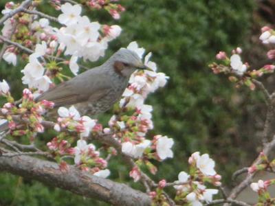 先週末くらいから、わたしの住んでいる団地内の桜も咲き始めました。ヒヨちゃん早速くちばし黄色くして、蜜を食べています。