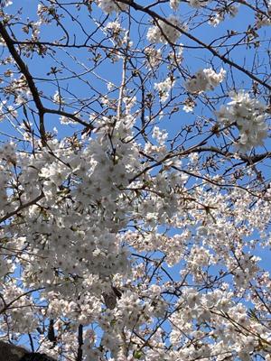 あっという間に桜が咲きました　今年は桜前線の北上が早く、もう秋田あたりまで来ているとか、札幌はいつもゴールデンウイークあたりだったのが4月のうちに咲きそうです　たくさんのナイスをありがとうございます

2023年3月の読書メーター 読んだ本の数：31冊 読んだページ数：3859ページ ナイス数：230ナイス  ★先月に読んだ本一覧はこちら→ https://bookmeter.com/users/198199/summary/monthly/2023/3
