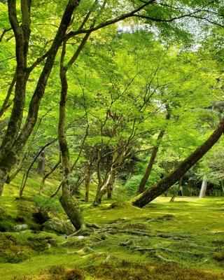 2023年4月の読書まとめ
読んだ本：9冊
読んだページ：3204ページ
ナイス：299ナイス
先月は久しぶりに京都に行けて満足！新緑の美しい景色に癒されてきました。数々の名作の舞台になってきた京都。やっぱり再読したくなっちゃうよね。
#読書メーター
https://bookmeter.com/users/709153/summary/monthly/2023/4