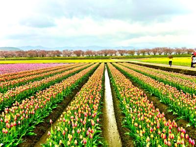 ４月初に所用で富山に行った時に「春の四重奏」で有名な朝日町に立ち寄ってみました。残念ながら曇天でしたので三重奏（チューリップ◎、菜の花◎、桜〇、立山△）くらいでしたが、条件がそろえば最高の絶景スポットですね。2023年4月の読書メーター 読んだ本の数：8冊 読んだページ数：2472ページ ナイス数：633ナイス  ★先月に読んだ本一覧はこちら→ https://bookmeter.com/users/102942/summary/monthly/2023/4
