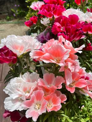 去年の晩秋に種をまいたゴデチアがこの５月に花が満開になりました。ほんの小さな種でしたが、芽が出てから冬の寒さにも耐えながらも成長してくれました。今年も種を採取して来年また咲いてくれるといいですね。５月のマイベストは「くらまし屋稼業⑥　花唄の頃へ（今村　翔吾）」です。2023年5月の読書メーター 読んだ本の数：8冊 読んだページ数：2339ページ  ★先月に読んだ本一覧はこちら→ https://bookmeter.com/users/102942/summary/monthly/2023/5

