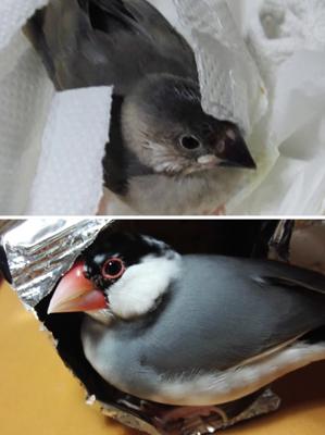 文鳥さま逝去。六歳半でした。次の雛の季節まで寂しいなあ。歴代の文鳥さまでこの子が1番懐いてくれてました。