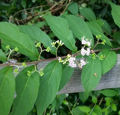 地味な小花……ムラサキシキブ？ あちこちにこの植物の群生。