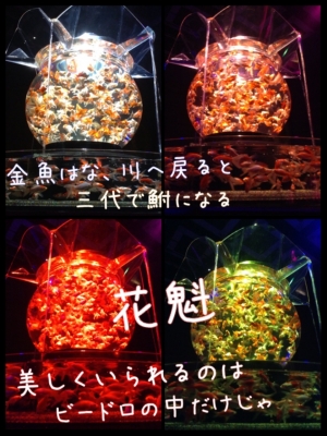 乱舞する金魚は 花魁とそれを目指す女たちを金魚鉢はその中でしか生きることのできない世界を意味しています 巨大金魚鉢は 読書メーター