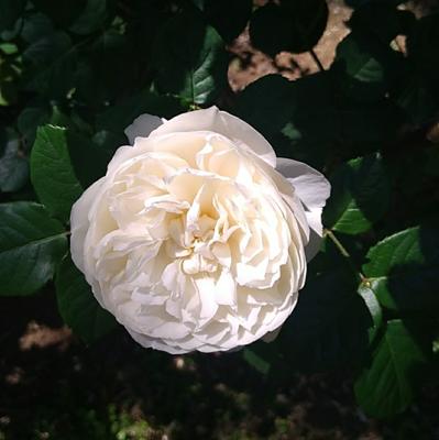 おはようございます♪晴れの東京の朝です。「薔薇/ウィリアム＆キャサリン」作出；2011年イギリス/デヴィッド・オースチン 読書メーター