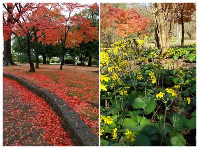 あっという間の11月でした。信じられないほど時のたつのが速く・・・。でも、読書の内容は濃いと思います。1年最後の12月も多分あっという間に終わるのでしょうが、皆さまよろしくお願いします。2023年11月の読書メーター 読んだ本の数：25冊 読んだページ数：4192ページ ナイス数：1573ナイス  ★先月に読んだ本一覧はこちら→ https://bookmeter.com/users/523871/summary/monthly/2023/11
