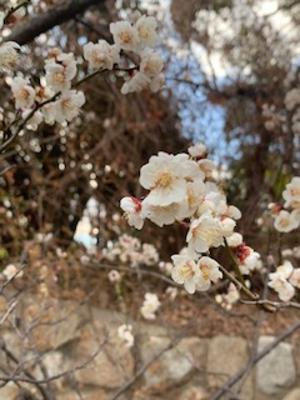 寒いけれど梅が咲いてました。私も頑張ろう☺️