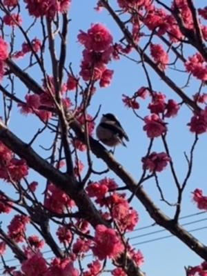 皆さまナイスやコメントありがとうございます。2月もよろしくお願いします。写真は紅梅とエナガちゃん。2024年1月の読書メーター 読んだ本の数：16冊 読んだページ数：5057ページ ナイス数：1518ナイス  ★先月に読んだ本一覧はこちら→ https://bookmeter.com/users/570500/summary/monthly/2024/1
