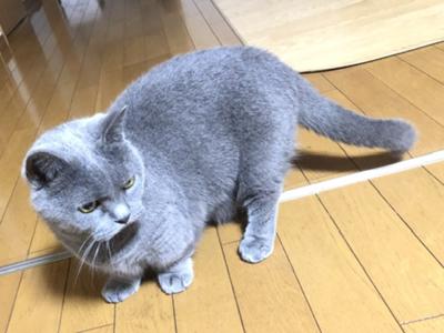 猫の日。凛々しきお猫様を(✿´ ꒳ ` )♡