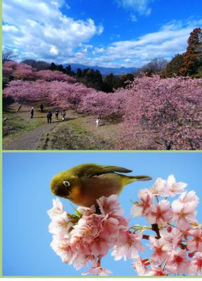 昨日は車で2時間位の所にある「おおいゆめの里」に、早咲き桜(河津桜)を観に行ってきました🚗 ³₃♪ 桜は見頃、お天気も良かったので、とても綺麗で癒されました(*´˘`*) 今回は桜🌸にメジロ(笑) いつもだけど、鳥を撮るのには忍耐と体力🤭！ その間主人を放りっぱなし(´>∀<｀)ゝ 