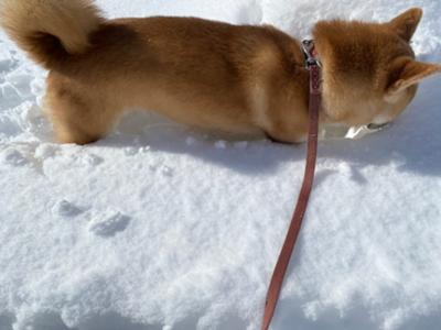 大雪が降った今朝の札幌。その雪の中に果敢に飛び込む柴犬。