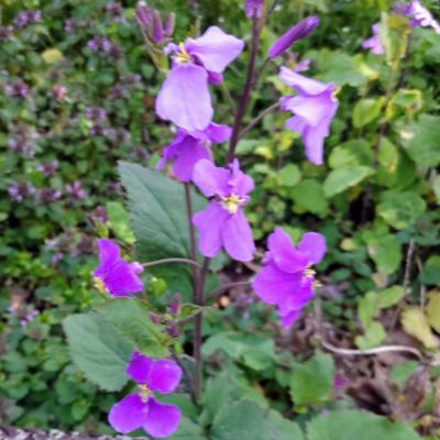 植物園の木蔭に咲くショカツサイ(諸葛菜)はアブラナ科の花。諸葛孔明がこの花の種を播いた伝説からつけられたそう。別名オオアラセイトウ(大紫羅欄花)、ムラサキハナナ(紫花菜)。花言葉は「知識の泉」紫色が目に沁みる。