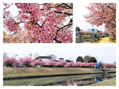 こんにちは、まだ肌寒いですね。ニュースを見て河津桜を見に行ってきました。散り始めでしたが、倉敷川沿いの堤の桜は良い散歩コースです。
