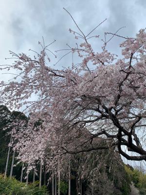 富士宮の先照寺の枝垂れ桜。南側は五分くらい。枝垂れの小ぶりの花は好きだな。狩宿の下馬桜まで足を伸ばそうかと思ったが、日が暮れそうで止めた。
