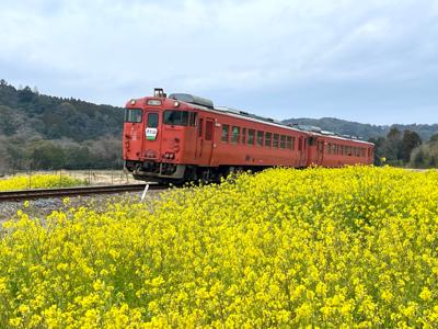 菜の花と列車🌼千葉で列車に乗って菜の花を愛でる会を開催したものの、列車に乗って見る菜の花が意外としょぼかったから、撮影スポットも行って来た。鉄オタが殺気立ってたけど、とても綺麗でした〜