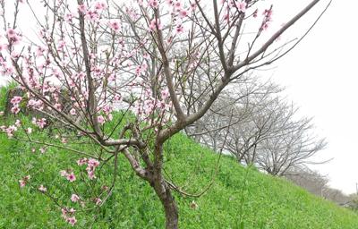 雨模様ですが、桃の花が咲いています。旧暦の三月三日まではまだ2週間、その頃には後ろの桜は咲ききって散ってしまってるでしょうか。土手はカラスノエンドウがびっしり、こちらもチラホラ咲いています。
