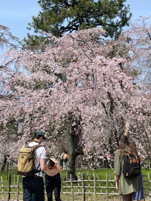近衛邸跡の桜が見事でした。蕾の桜もあったのでもう少し楽しめそうですです。今出川駅から御所の中を歩いて丸太町に向かいました。来週は鳴滝ー宇多野の桜のトンネルを見に行きます。