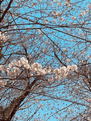 昨日の朝、桜が咲いたと思ったら、気温上昇で午前中にはもう3,4分咲きで3月が終わった、、先月は文化人類学の古典を読みつつ、個人主義と科学主義が吹き荒れる今に、狩猟採集社会から距離をとるエクササイズを毎日自分に課してきた、、今月ももう少し続けたい、、
2024年3月の読書メーター 読んだ本の数：31冊 読んだページ数：11272ページ ナイス数：337ナイス  ★先月に読んだ本一覧はこちら→ https://bookmeter.com/users/743402/summary/monthly/2024/3
