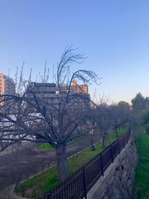 造幣局の桜の通り抜け🌸。例年は12日くらいからだと思うのだが、最近は早めに咲くからか、その頃には結構散っている。だからなのか、今年は5日から。しかし、今年は開花が遅いでしょ。ランニングコースにある橋の途中から見える造幣局内の花見のスタート地点。まだこんなだわ。この橋から反対側を見ると、大阪城が見えるのよね。