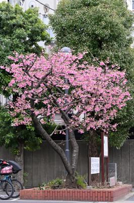 桜の季節になりました。写真は東京深川の寒緋桜です。この桜のところが南総里見八犬伝の作者曲亭馬琴の生地だそうです。深川は多くの小説の舞台になっています。小説の舞台を散歩するのが私の楽しみのひとつです。
2024年3月の読書メーター 読んだ本の数：10冊 読んだページ数：3222ページ ナイス数：234ナイス  ★先月に読んだ本一覧はこちら→ https://bookmeter.com/users/876755/summary/monthly/2024/3
