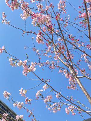 おはようございます☁️
しばらくお休みしておりました🙇‍♀️
またぼちぼち出没します。
よろしくお願いします。
4月ですね🌸
昨日までのお天気は何処へ……。
桜🌸大丈夫かなぁ。
【写真】ソメイヨシノではない他の種類の桜ですが、先日綺麗に咲いていました😊
可愛らしいです。