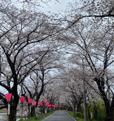 開花を待ちに待っていた桜🌸
先週ようやく開花宣言があったと思ったら、一気な満開。雨の中でしたが、街の中心を流れる瀬戸川の土手の2kmも続く桜のトンネルを通ってきました。
