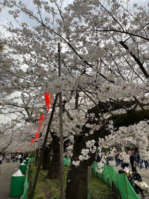 上野公園の桜は八分咲きくらいの感じでした。
