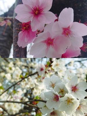 一昨日のお花🌸都内は桜見頃時期お天気に恵まれないかも。今日満開宣言だってね🌸お互い何処かで綺麗な風景見たいね。