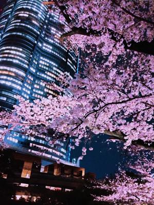 夜桜デート🌸🌸