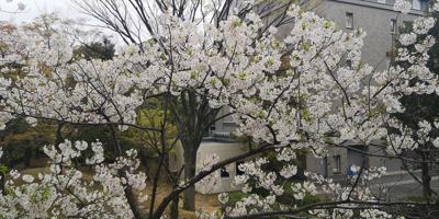 上野はかなり混みあっているそうなので、近所でお花見(コーヒー)
これも花弁が5枚なので桜なのかな？
なんて種類なんでしょう
