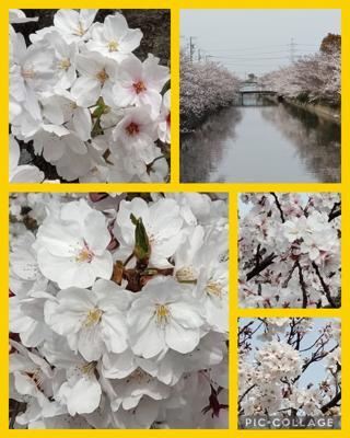 こんにちは～。春の陽気に誘われて近日の桜をお散歩がてら見物して来ました。確か週の始めはほとんど咲いてなかったと思うけどここ2〜3日の陽気で一気に開花！木によってはほぼ満開🌸🌸むしろ葉っぱが出てる。そうかと思うとまだまだ蕾がいっぱいという木もあり。なんにしても花散らしの雨だけはしばらく降らないで欲しいなぁ…。ただ欲を言えば青空だったらもっと桜が映えたのに…。(⁠*⁠˘⁠︶⁠˘⁠*⁠)⁠.⁠｡⁠*⁠♡🌸