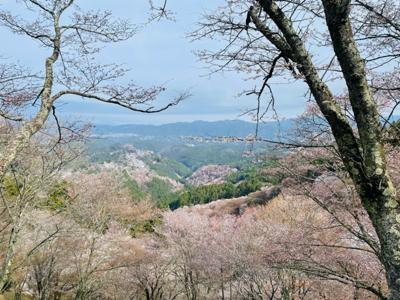 奈良の吉野に来ています🌸満開の時にこれて良かった！