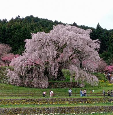 奈良のバスツアーに参加して又兵衛桜を見に行きました。見事な枝垂れ桜でした。